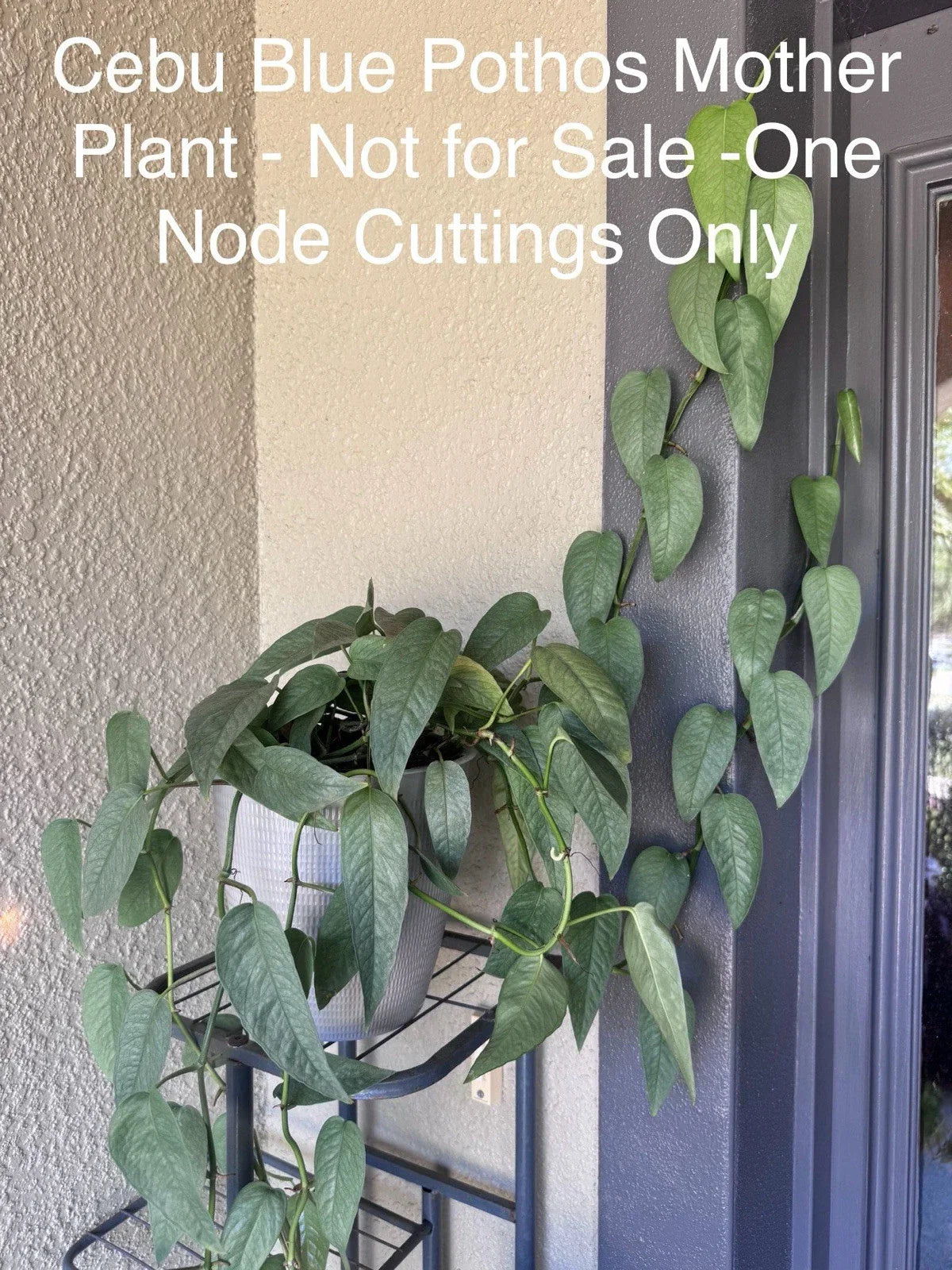 Cebu Blue Pothos Cuttings Bundle of 5 Nodes - Epipremnum Pinnatum Indoor Plant