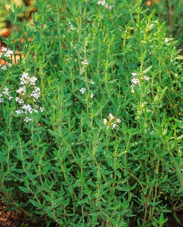 Common Thyme Seeds - 1000+ True Winter Thyme Perennial Herb for Kitchen Garden