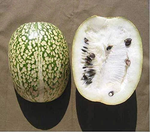Shark Fin Melon Seeds - Chilacayote, Heirloom, Rare, Vining, Sechium edule, Exotic Fruit Seeds
