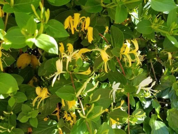 Osage Orange Tree Seeds - 20 Maclura Pomifera Hedge Apple Seeds for Planting & Gardening