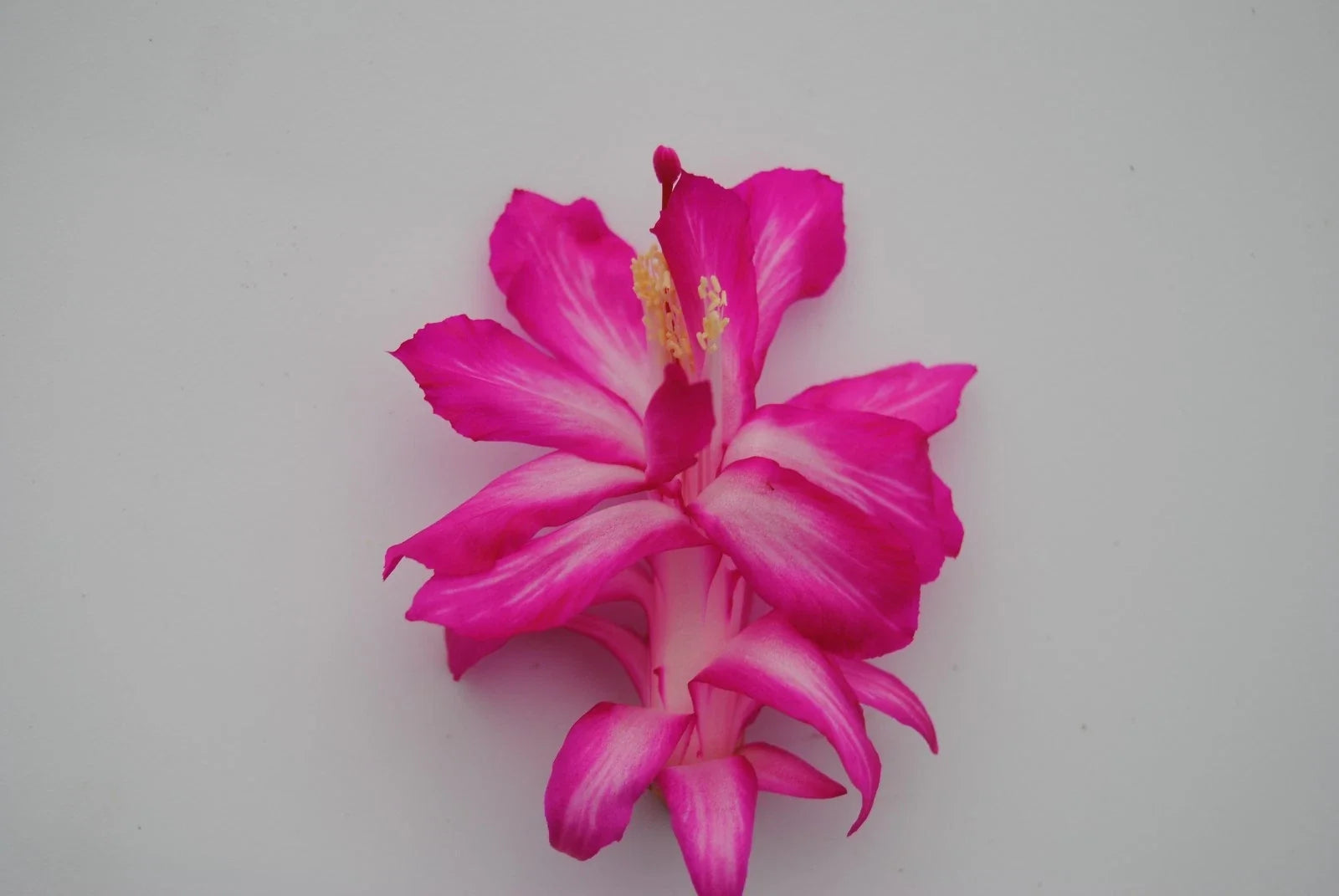 Christmas Cactus Starter Plant, Schlumbergera Truncata, Rossmore Harry Variety, Indoor Houseplant, Well-Rooted, Vibrant Blooms