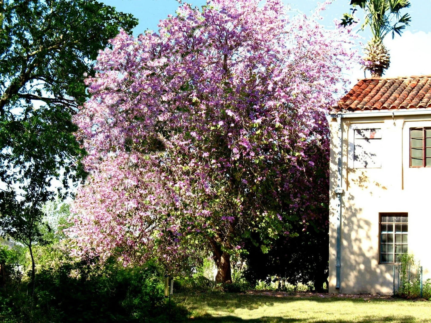 Hawaiian Orchid Tree Seeds - 10 Pack, Purple Flowers, Bauhinia purpurea, Easy to Grow, Garden & Landscape Seeds