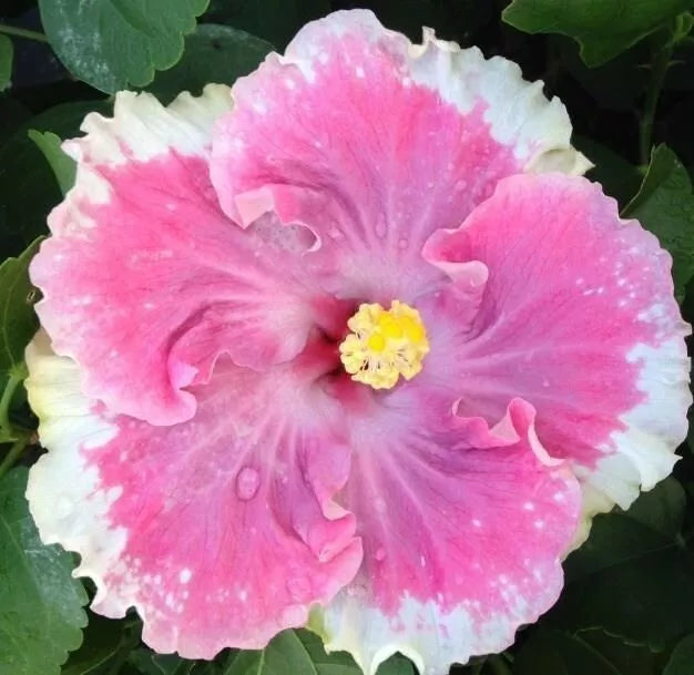 Perennial Flower Seeds - 20 White Light Pink Blooming Flowers for Gardens - Easy to Grow Seed Variety 489