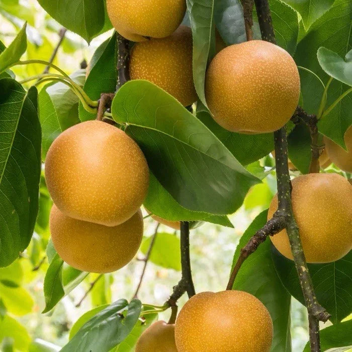 Shinko Pear Tree 2-3 Ft Tall Asian Pear - Juicy Crisp Fruit, Hardy Zones 7-10