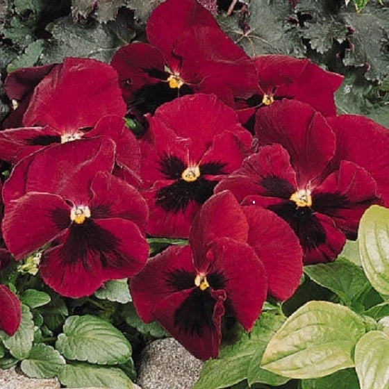 Snow Pansy Seeds - 50 Pack, Rose Blotch Viola tricolor Flower Seeds for Garden Beds & Containers
