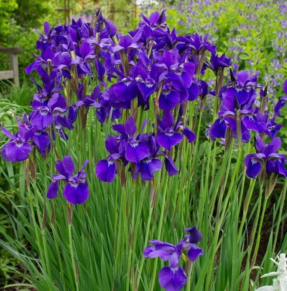 Japanese Iris Plants - 2 Bare Root Ceasars Brother Purple Perennial Iris germanica for Garden