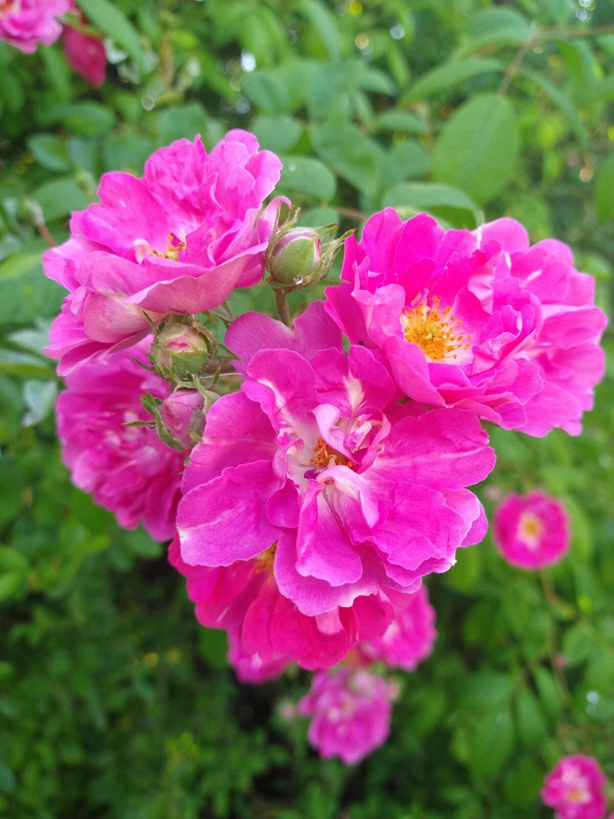 Seven Sisters Rose Bush Live Plant – Own-Root Pink Cluster Flowers – Rosa 'Seven Sisters' Climbing/Rambling