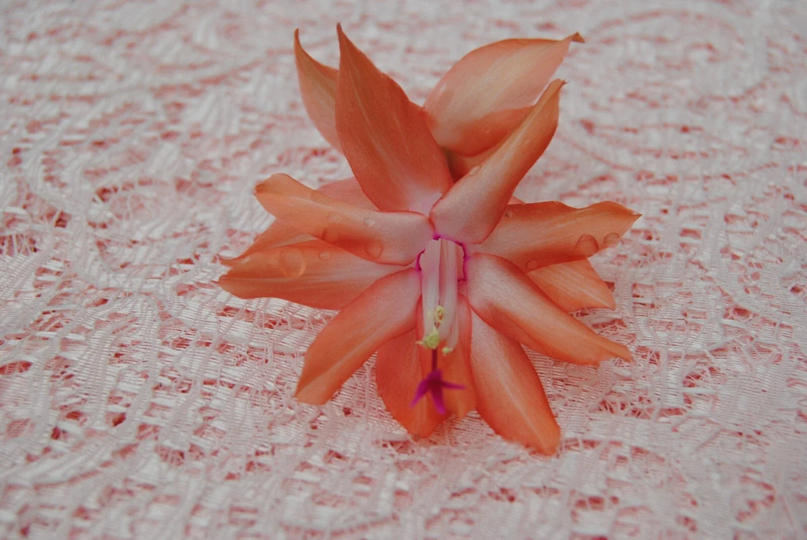 Christmas Cactus Starter Plant - Small Schlumbergera Truncata Butterfly Dusky Peach Indoor Plant