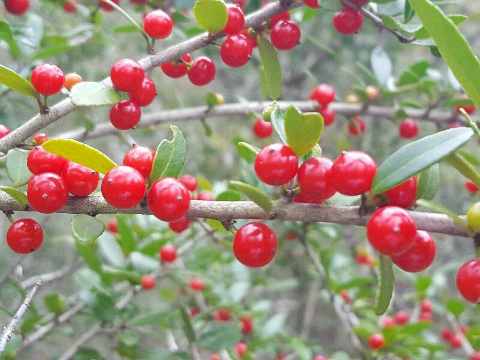 Yaupon Holly Seeds | Organic Florida Native Ilex vomitoria | Caffeine-Free Tea & Coffee Substitute | 25 Seeds