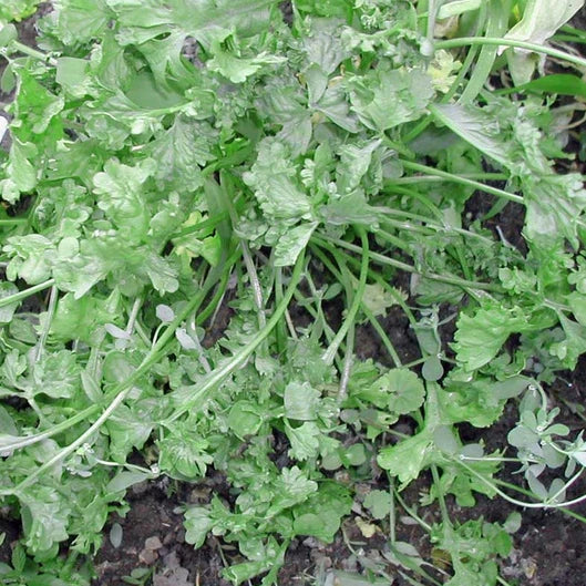 Wrinkled Crinkled Cress Seeds, Heirloom Non-GMO Lepidium sativum, Edible Greens for Salads & Garnishes, Fast-Growing Annual Seed Pack