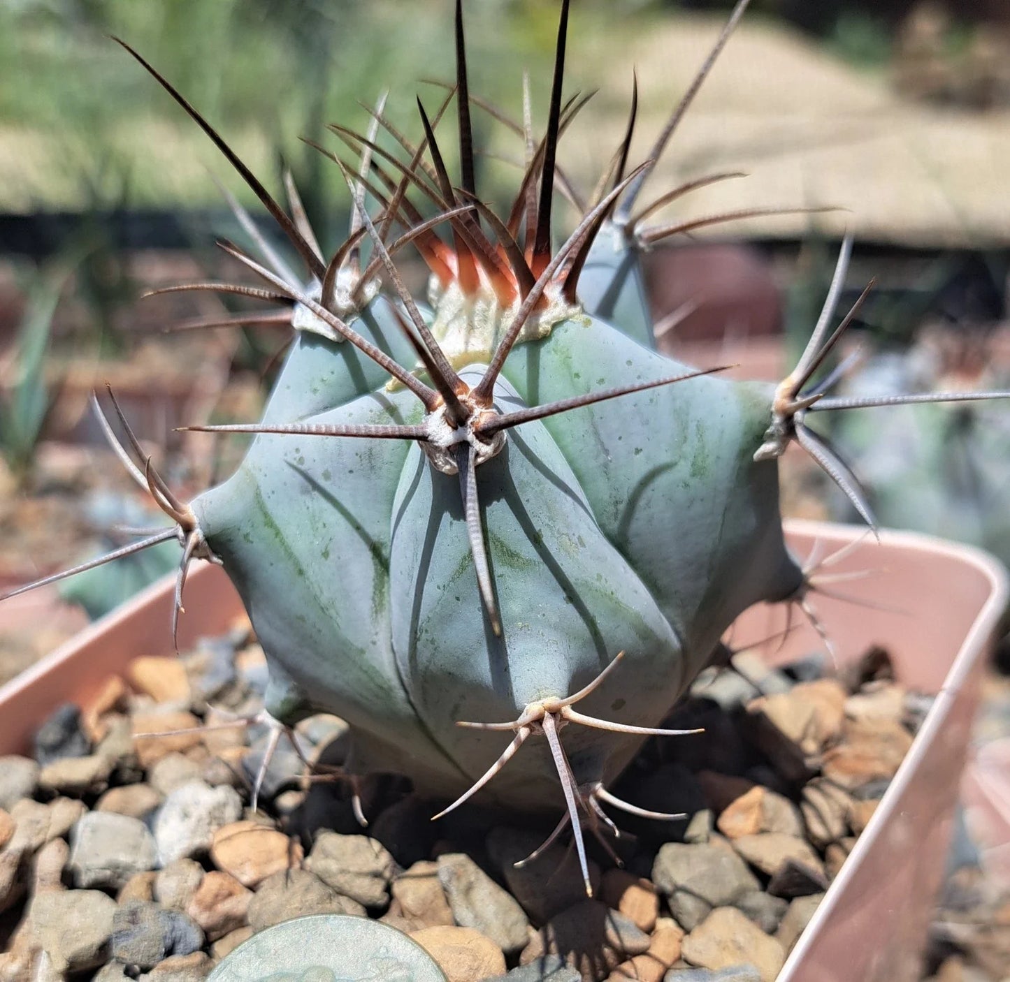 Echinocactus Platyacanthus Bare Root Cactus Plant – Golden Barrel Succulent for Indoor & Outdoor Gardens