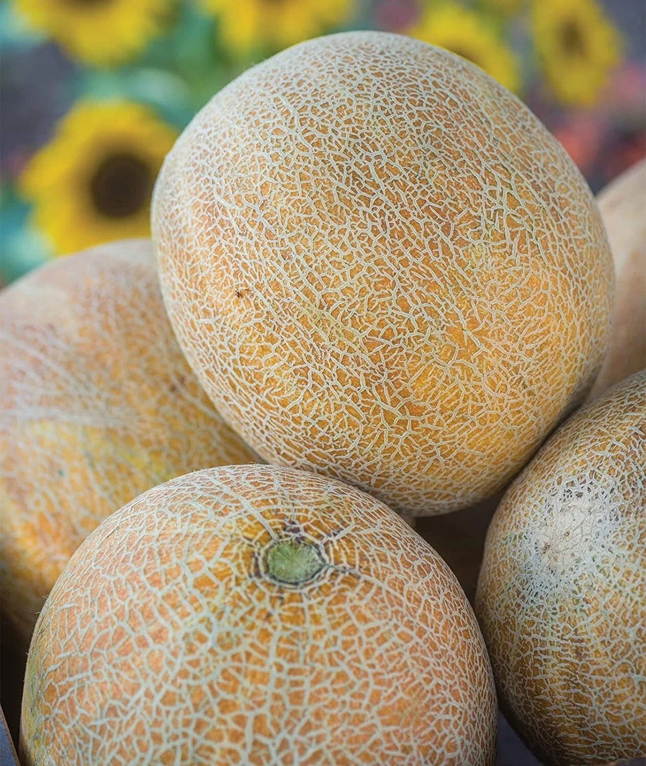 Ambrosia Cantaloupe Melon Seeds - Sweet, Juicy Cucumis melo for Home Gardening, 10 Seeds
