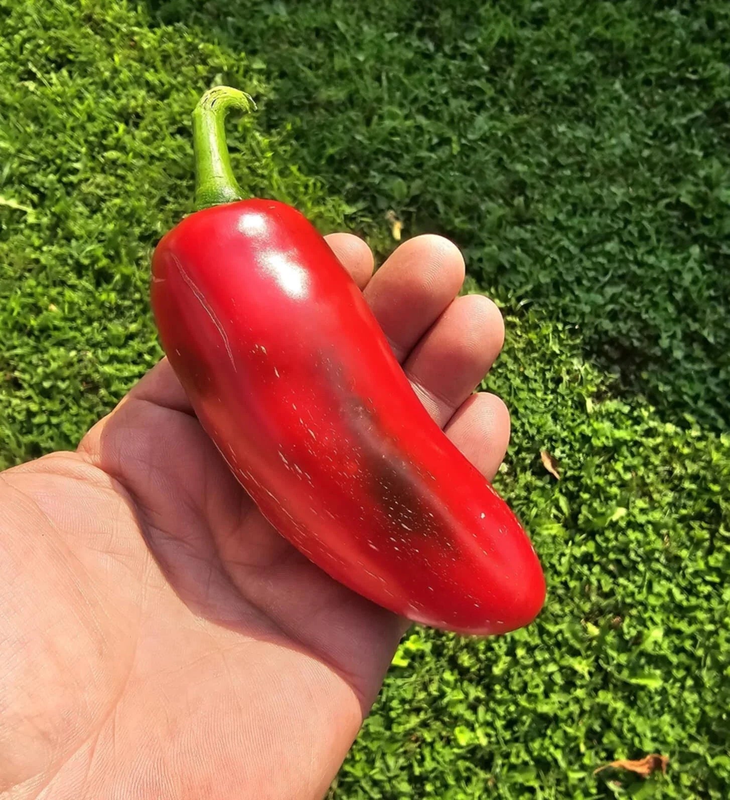 Mammoth Jalapeno Hot Pepper Seeds - Heirloom Capsicum annuum, Medium Heat, 50+ Seeds, Fresh, Packaged for Easy Growing