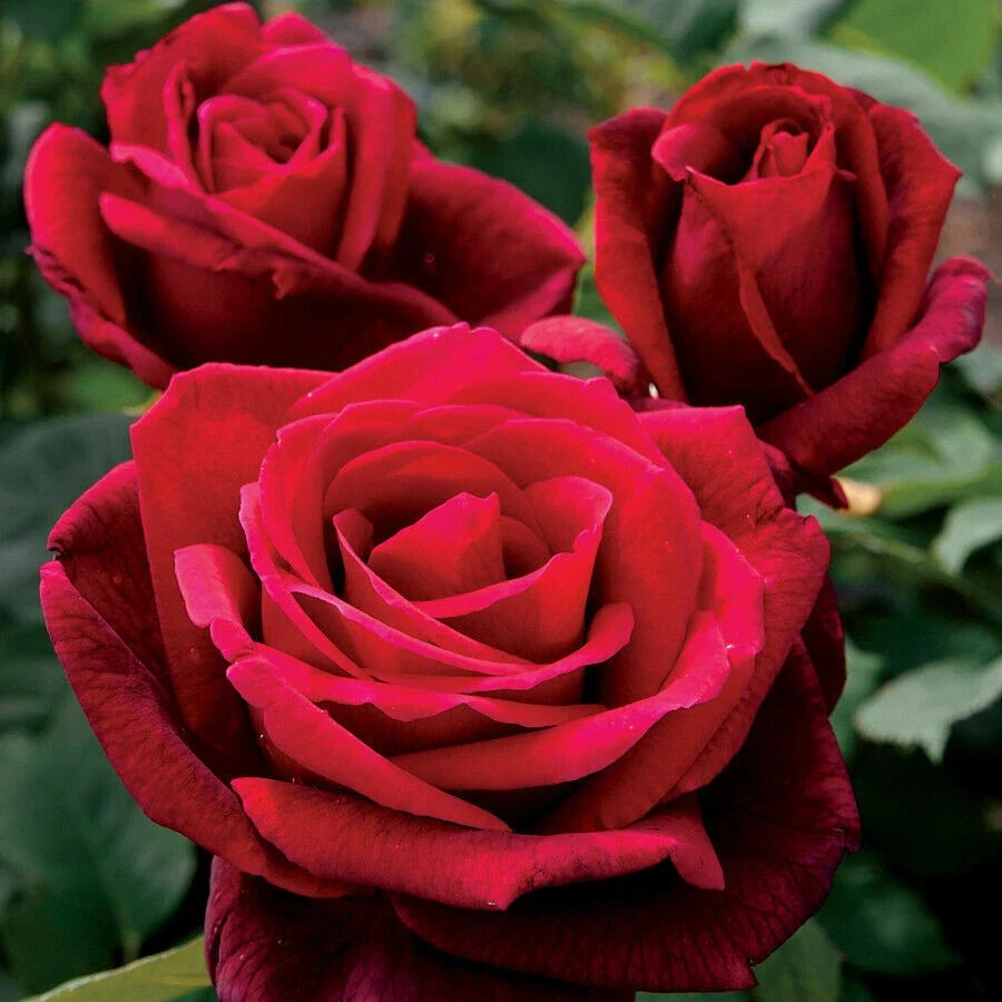 Double Red Rose Seeds – Perennial Bush Flower Seeds for Garden, Rosa spp., Vibrant Fragrant Blooms, Full Sun, 10 Pack