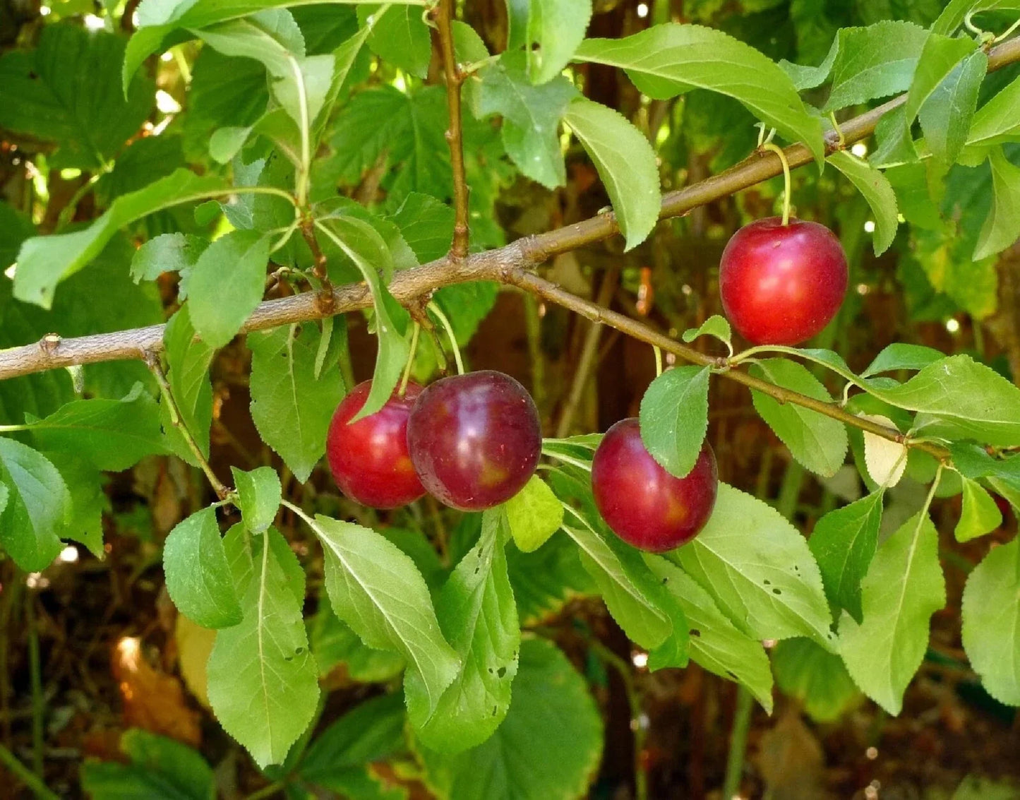 Organic Cherry Plum Tree Seeds - Prunus americana - 5 Pack for Home Gardening & Landscaping