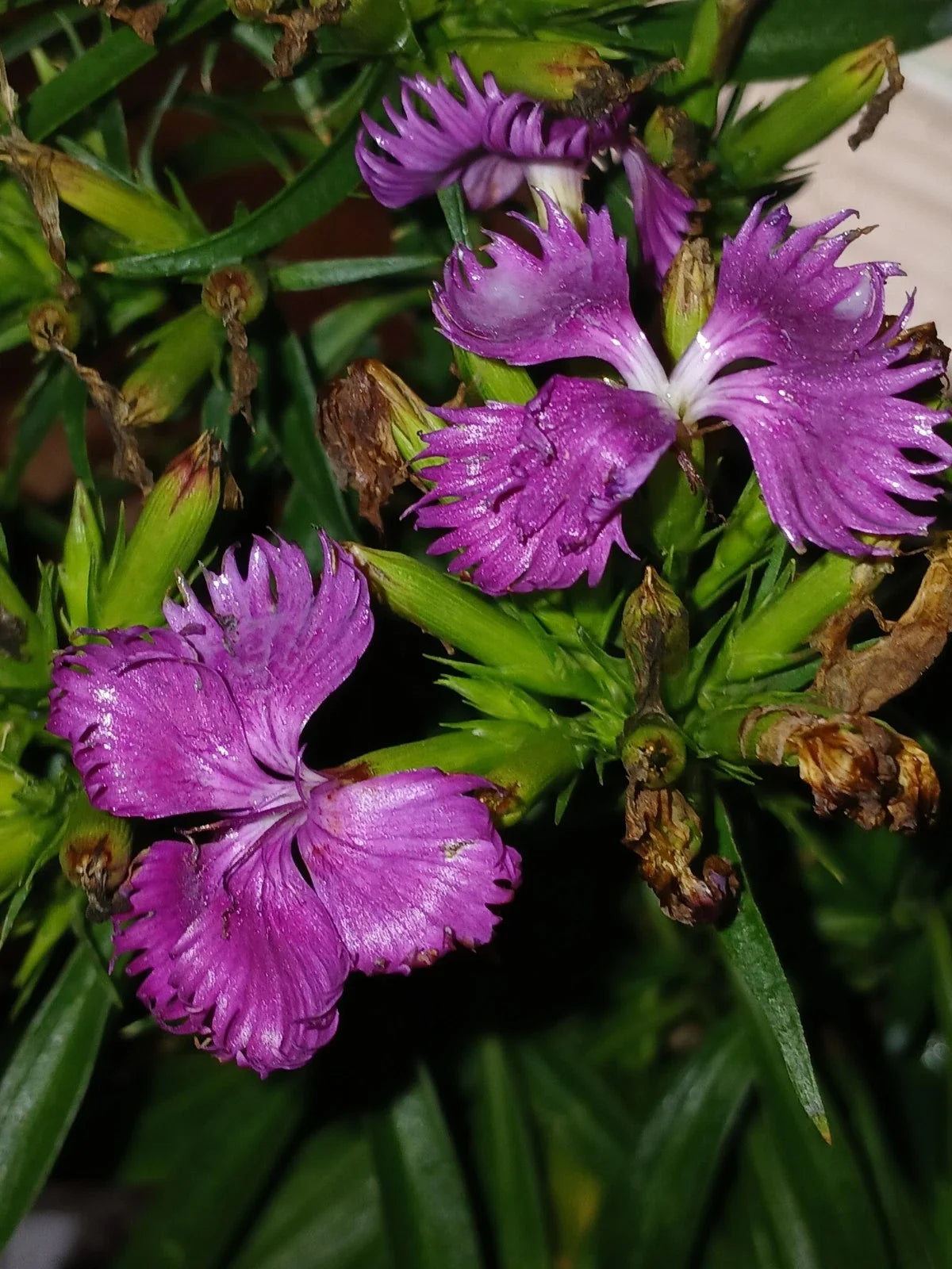 Perennial Dianthus Plant 4" Pot - Fragrant Pink Blooms - Live Garden Flower - Dianthus spp.
