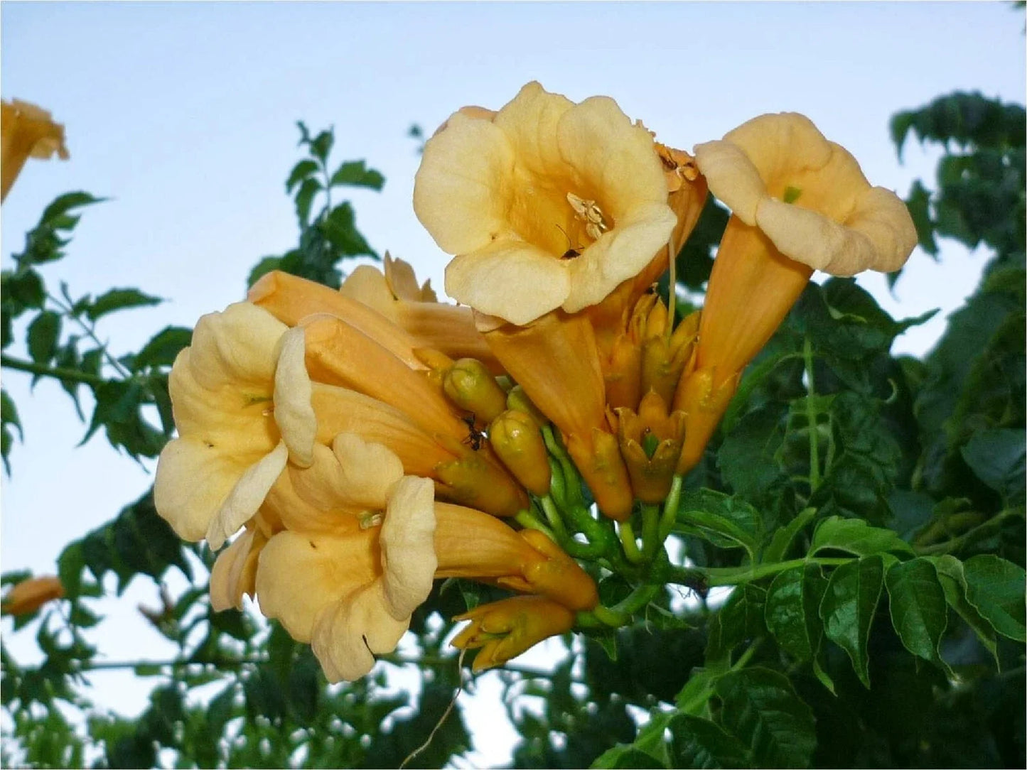 Yellow Trumpet Creeper Seeds - Campsis radicans var. flava Climbing Vine with Vibrant Yellow Flowers, 80+ Seeds, Easy to Grow
