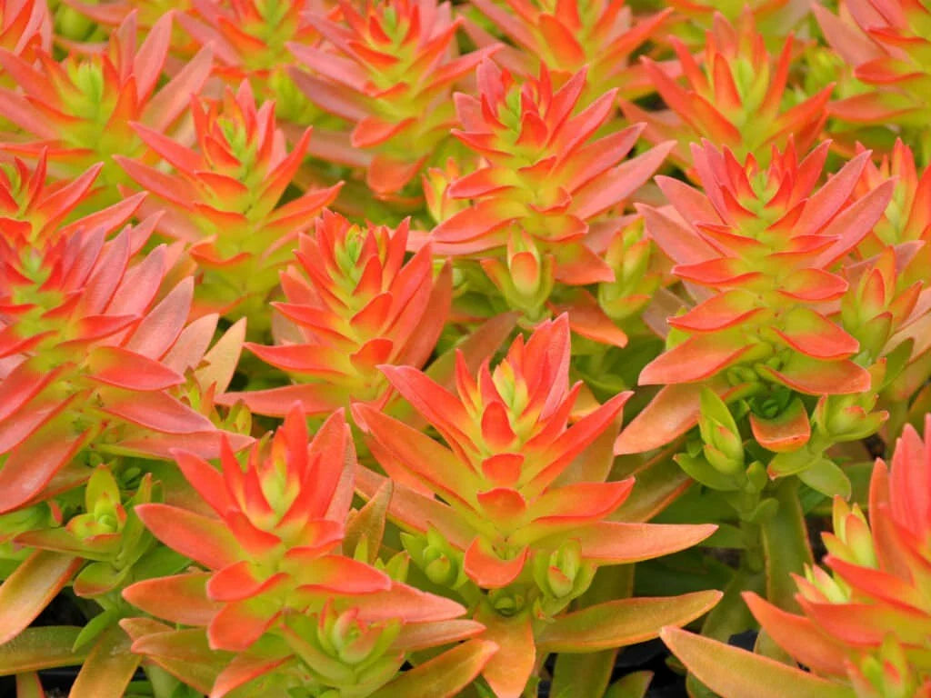 Succulent Cuttings 2" Crassula Capitella 'Campfire' Red Live Plants Unrooted for Propagation and Indoor Garden