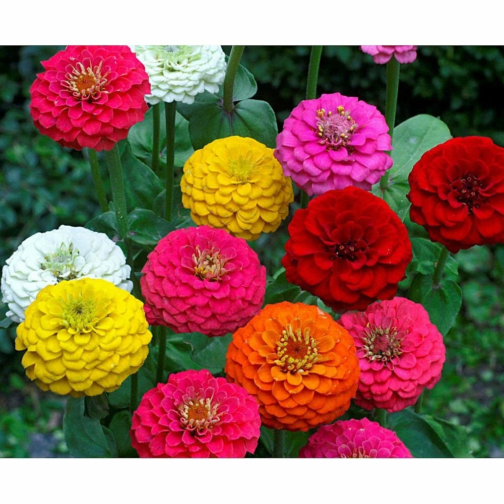 Lilliput Zinnia Seeds - 100+ Flower Seeds for Garden & Container, Colorful Zinnia Elegans, Butterfly Attracting, Easy to Grow