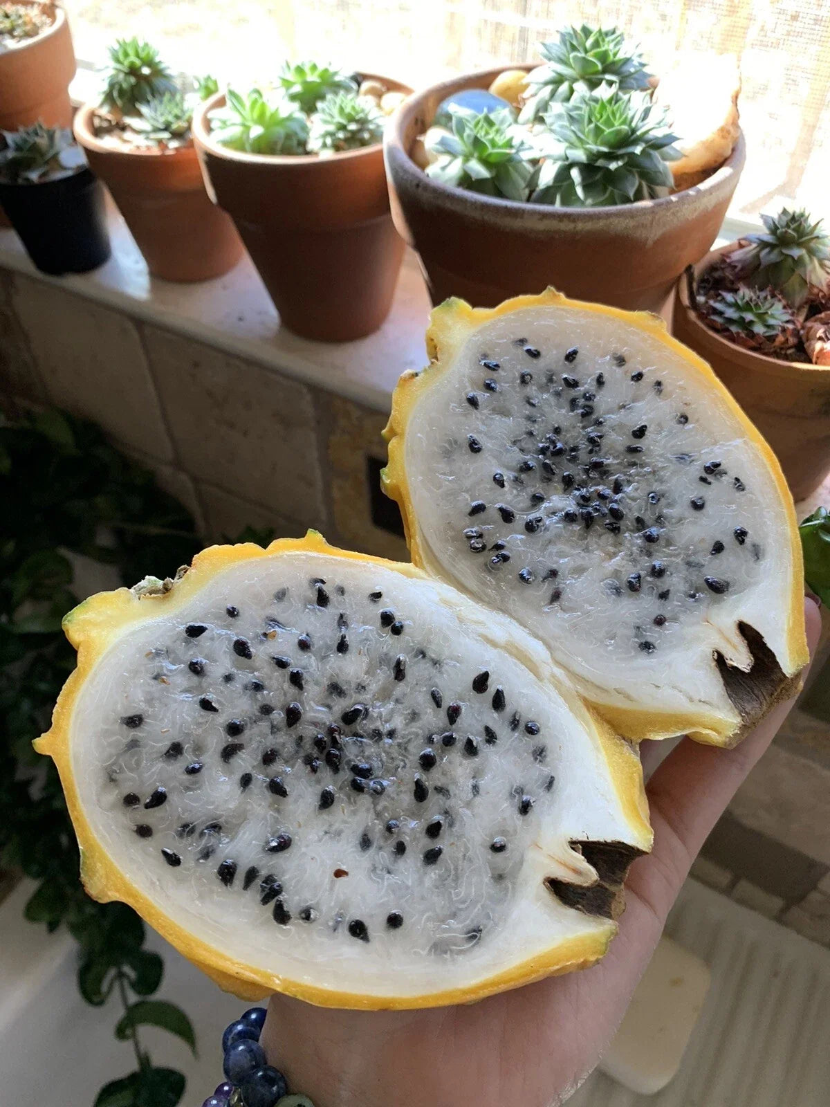Yellow Dragon Fruit Seeds - 25 Golden Pitaya Seeds - Hylocereus Megalanthus - Exotic Fruit Plant for Garden or Pot