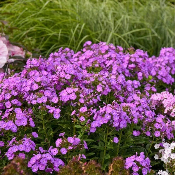 Cover Girl Phlox Seeds - 100+ Packets for Garden Planting - Phlox paniculata - Perennial, Vibrant Blooms, Attracts Pollinators