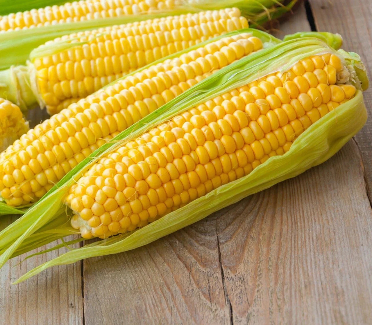 Premium Kandy Korn Sweet Corn Seeds - Zea mays, Heirloom, Non-GMO, Full Sun, Home Garden Planting Seeds