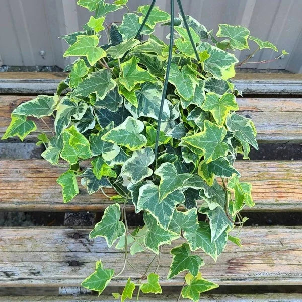 English Ivy Plant 6+ Inches Variegated Gold Child Hedera helix 'Gold Child' Indoor Outdoor Live Starter