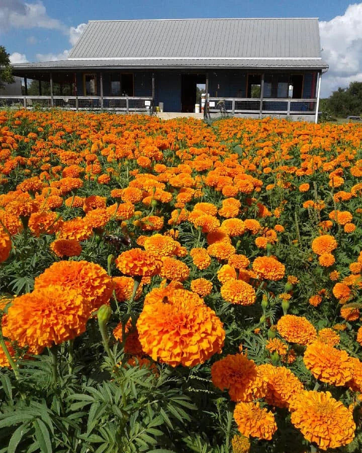 Jedi African Marigold Seeds 25+ Pack, Tagetes erecta, Vibrant Yellow & Orange Flowers, Easy to Grow, Attracts Pollinators, USA Grown