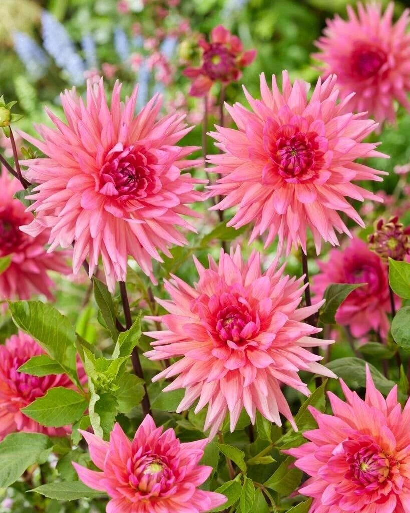 Dahlia Tubers 3 Large Pink Lizza Flowers - Dahlia pinnata Garden Bulbs for Perennial Borders and Cut Flowers