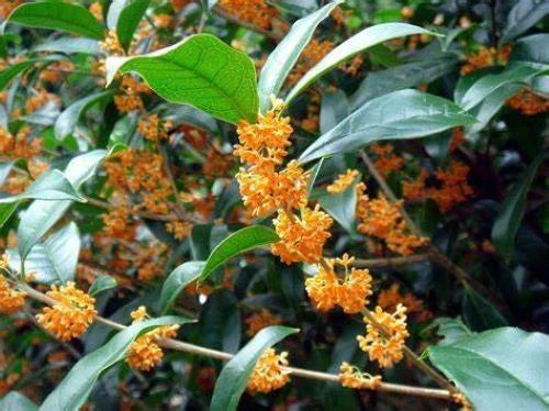 Fragrant Tea Olive Plant - Rooted Starter - APRICOT ECHO Osmanthus fragrans - Aromatic, Evergreen Shrub