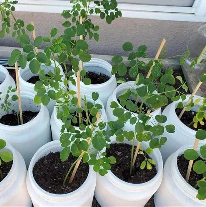 Moringa Oleifera Live Plant - 20-24 Inches Tall Drumstick Tree in Pot