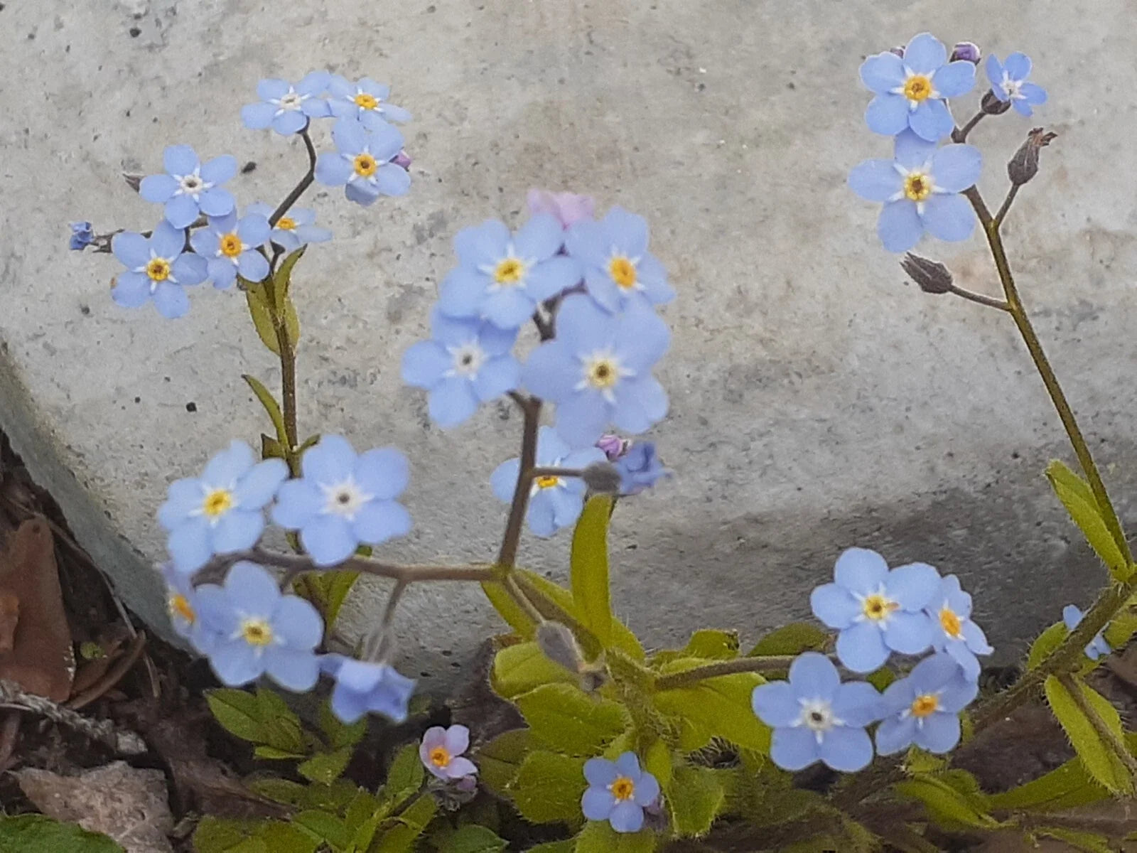 Forget-Me-Not Seeds, Blue Perennial, Myosotis sylvatica, 25+ Seeds for Garden Planting