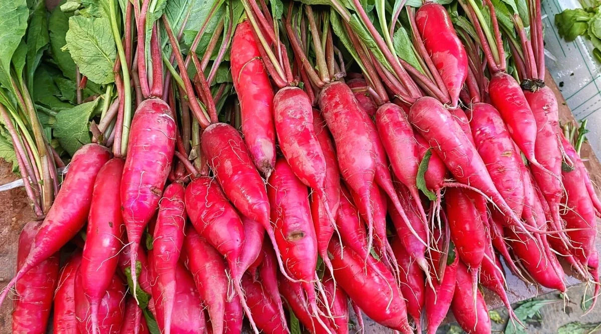 Salad Rose Radish Seeds - 500+ Pack, Raphanus sativus, Non-GMO, Fast-Germinating, Vibrant Pink Skin, Perfect for Salads & Garnishes