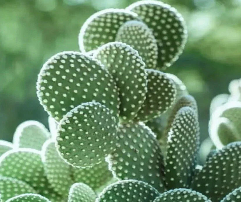 Big White Bunny Ears Cactus - Opuntia microdasys albata Live Arizona Succulent