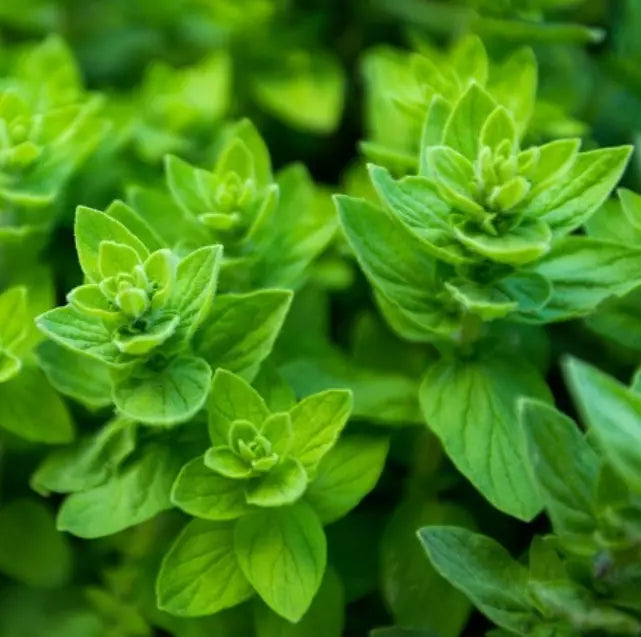 Italian Oregano Seeds - 1000 Non-GMO Culinary & Medicinal Herb - Origanum vulgare - Mediterranean Herb for Cooking & Gardening