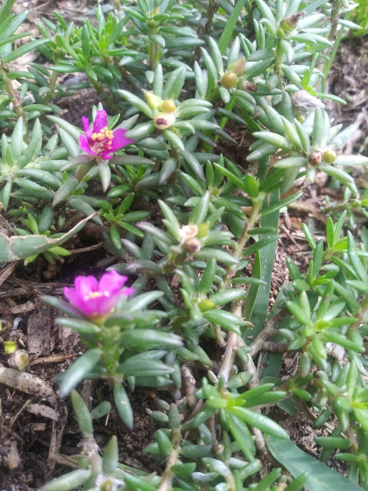 Organic Live Rooted Pink Blooms Succulents – Native Drought-Tolerant Plants for Low Maintenance Gardens & Indoor Decor