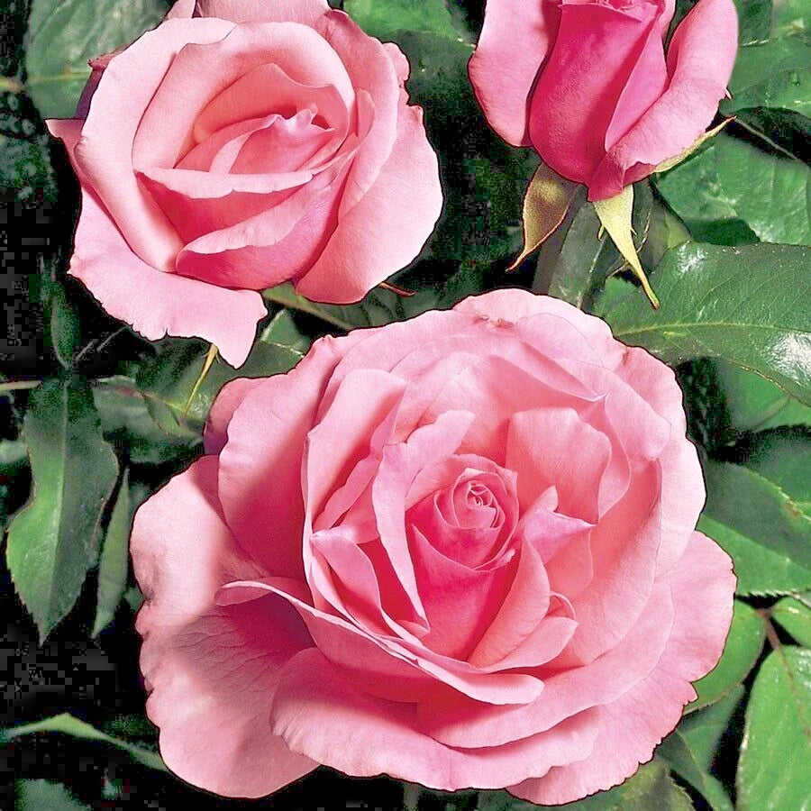 Queen Elizabeth Rose Bush Live Plant 1-2ft Pink Rosa 'Queen Elizabeth' Grandiflora AARS Winner