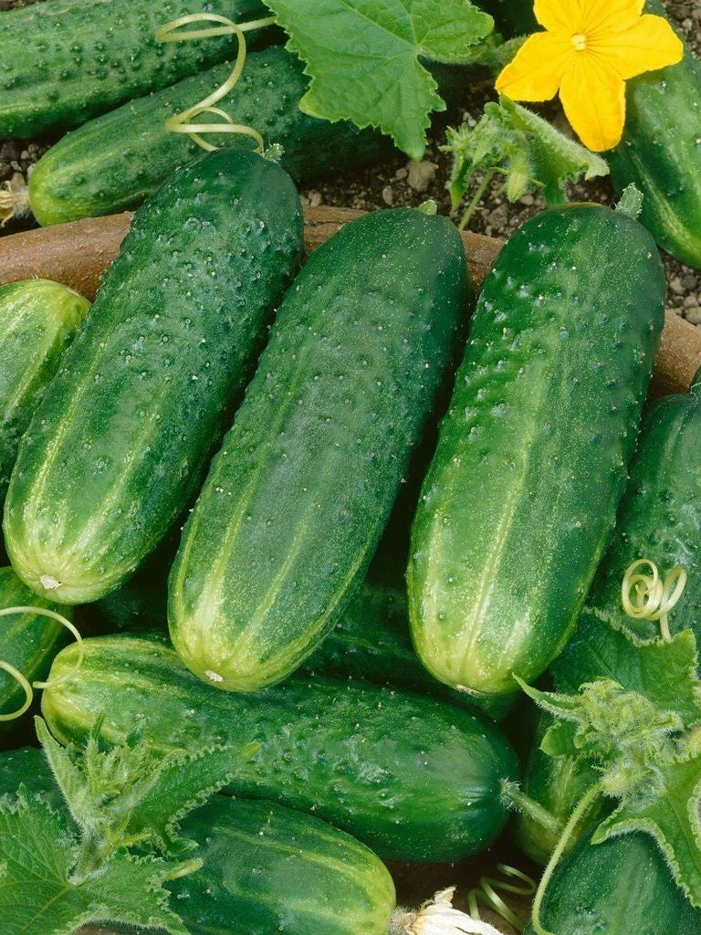 Cucumber Seeds - County Fair Pickling Variety - Heirloom Cucumis sativus for Home Garden, Crisp, High Germination