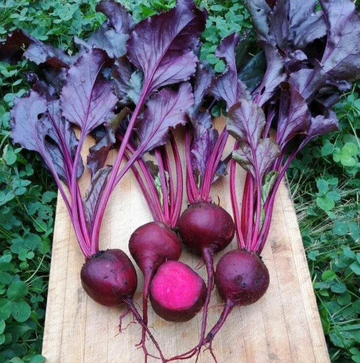 Bulls Blood Beet Seeds 2oz - Heirloom Beta vulgaris - 45 Days to Harvest
