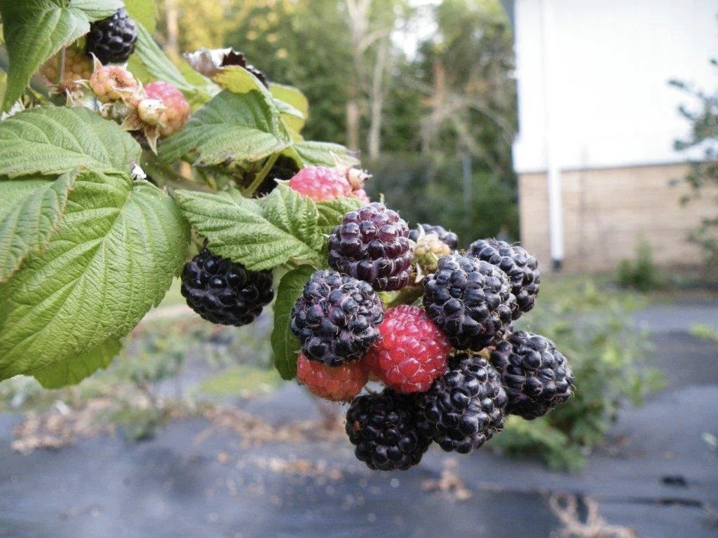 Ohio Treasure Black Raspberry Plant - Everbearing Rooted Starter, Rubus occidentalis, Zones 3-8, No Pesticides