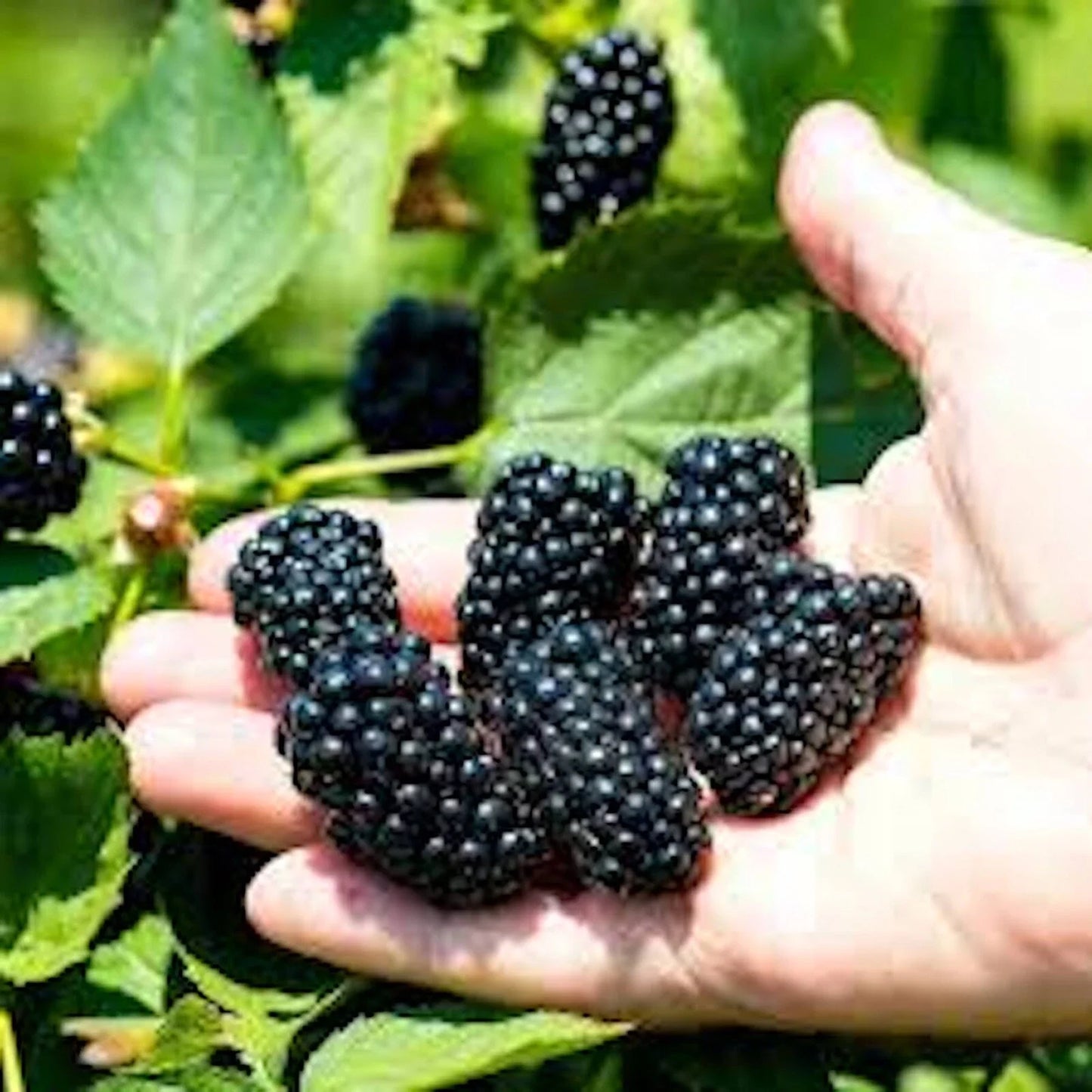 Prime-Ark Freedom Blackberry Plant – 5 Bare Root Floricane Edible Fruit – High Antioxidants, Easy Care, Rubus spp.