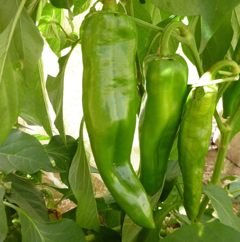 Anaheim Chile Hot Pepper Seeds - NON-GMO, Capsicum annuum, Mild to Medium Heat, Vegetable Seeds, Free Shipping