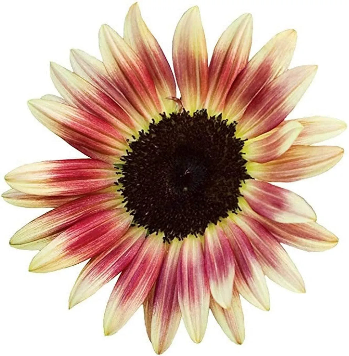 Strawberry Blonde Sunflower Seeds 20 Pack Pink Yellow Helianthus annuus Garden Flower Seeds