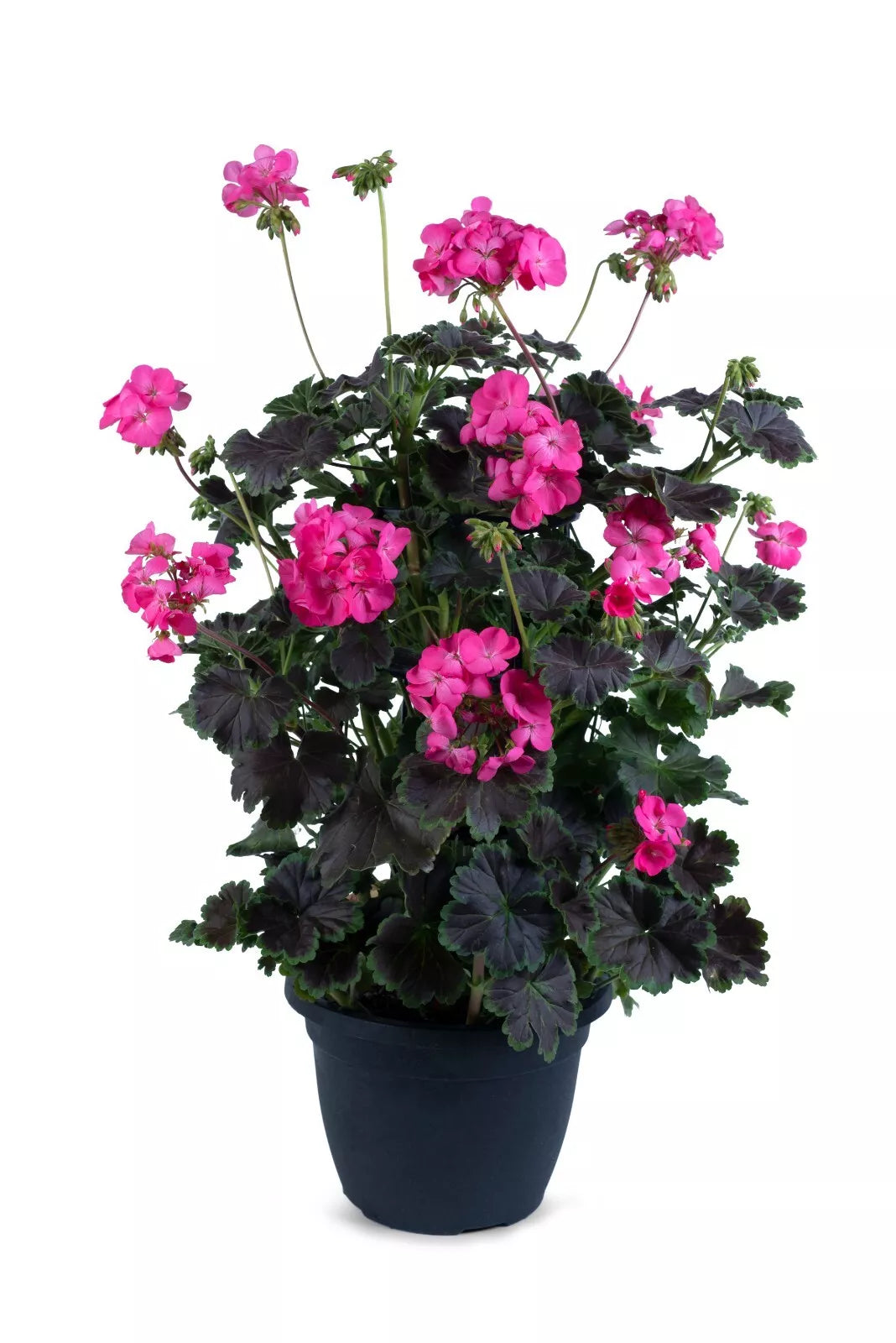 Climbing Geranium Plants 4 Plugs Hot Pink Flowers Pelargonium zonale Live Starter Plants