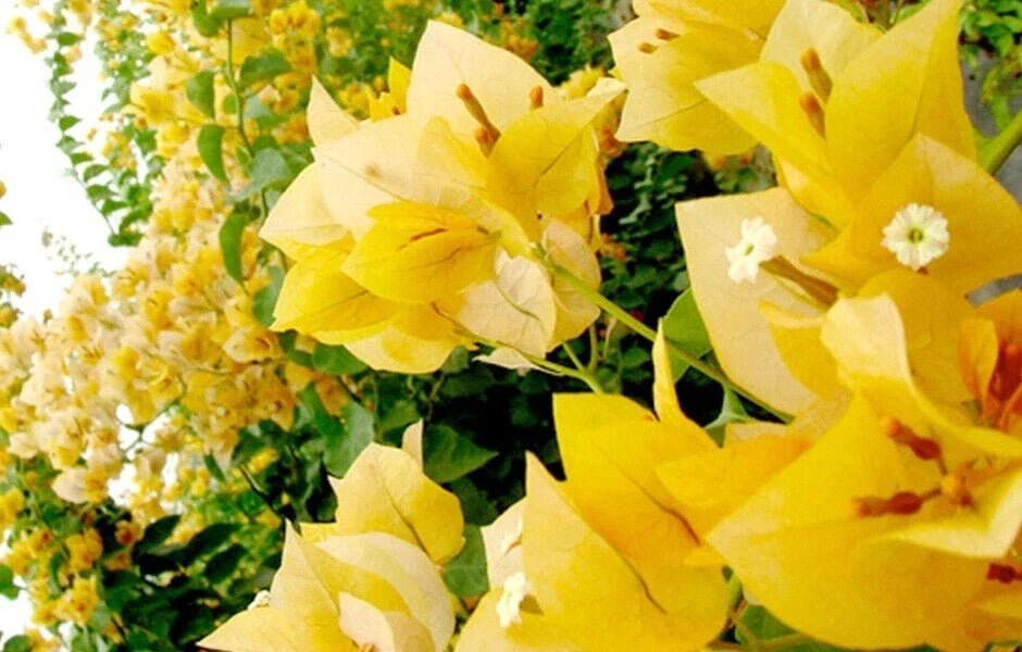 Gold Bougainvillea Starter Plant - Small Well-Rooted Bougainvillea glabra for Containers & Gardens