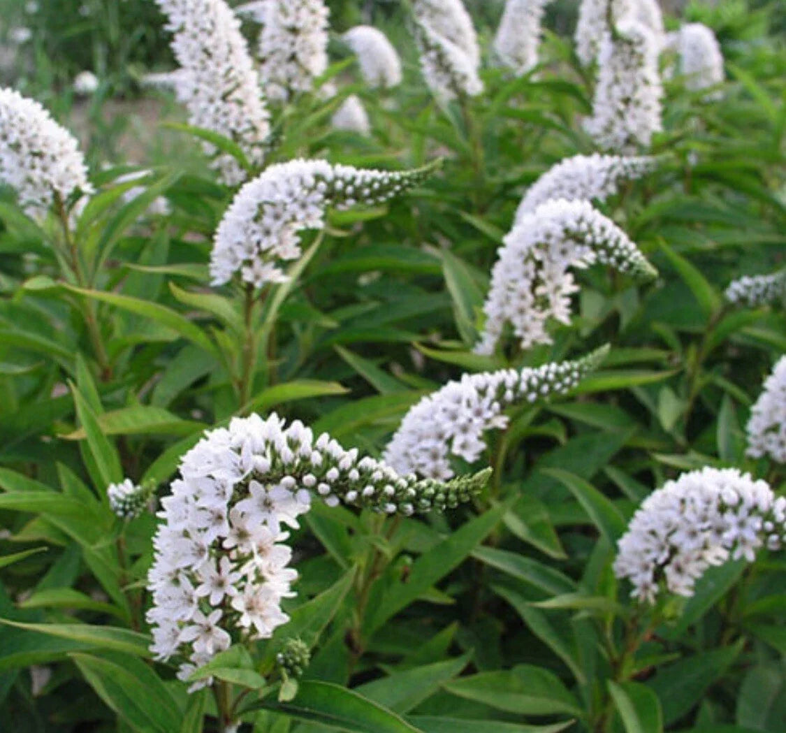 Bare Root Gooseneck Loosestrife Perennial Plant - White Flowers, Lysimachia clethroides, Garden Landscaping, 25 Plants