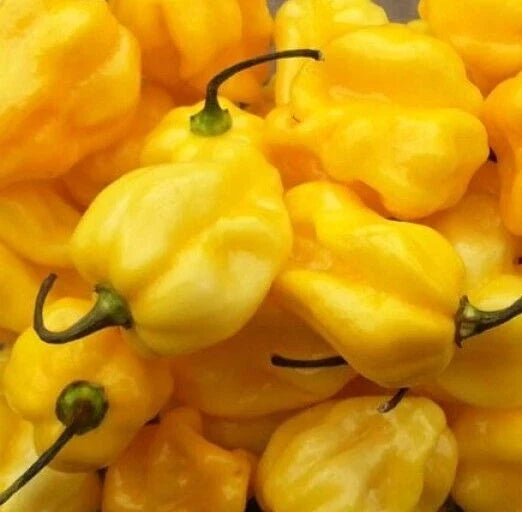 Yellow Habanero Pepper Seeds - 50+ Spicy Capsicum chinense Vegetable Plants for Home Garden, Container, or Raised Bed