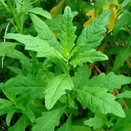 Epazote Seeds - 100+ Organic Culinary & Medicinal Herb - Dysphania ambrosioides - Tea Plant for Gardening