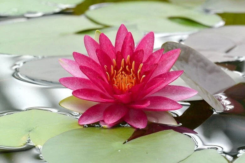 Water Lily Plant - Full Grown Nymphaea 'Attraction' for Ponds & Water Gardens