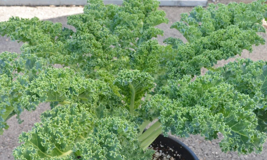 Kale Seeds - 1000 Count - Vates Blue Curled Dwarf Brassica oleracea var. sabellica for Healthy Greens Gardening